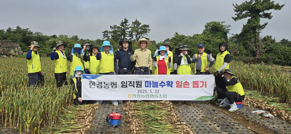 한경농협 임직원 마늘 수확 일손돕기 실시