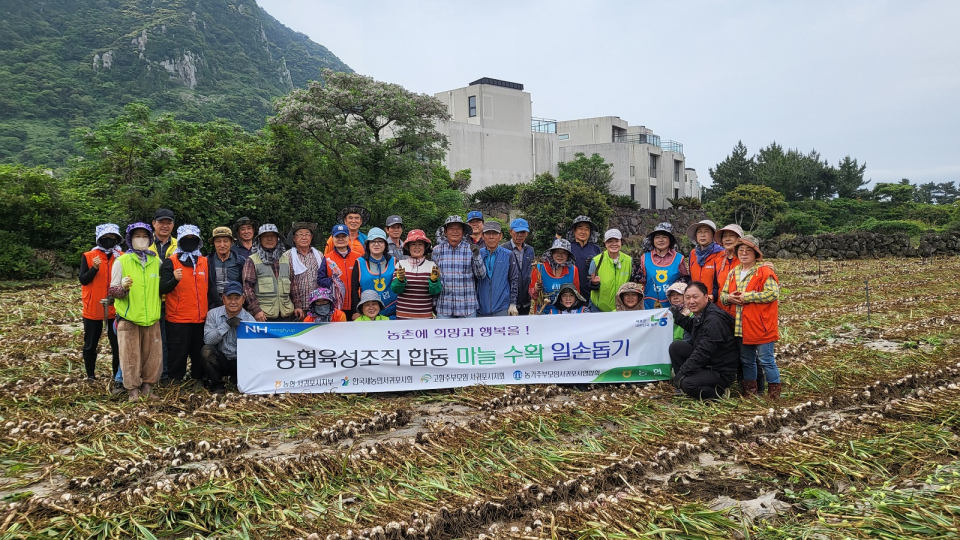 농협서귀포시지부 농협육성조직 합동 마늘수확 일손돕기
