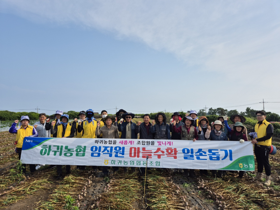 하귀농협, 한국새농민회제주시애월읍회 마늘수확 일손돕기